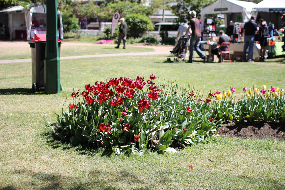 A lonely patch of tulips affected by wind