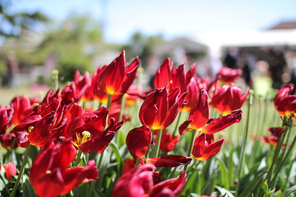 Some of the tulips were left tilted