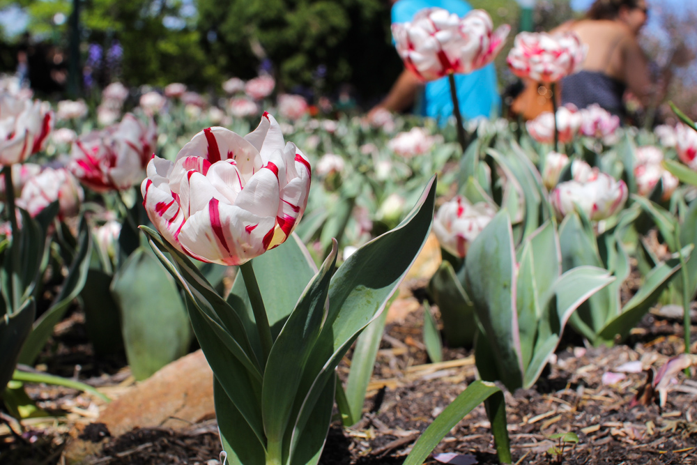 Pretty pink and white tulip