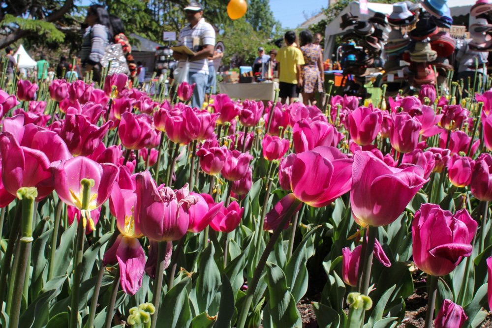 Pink tulips