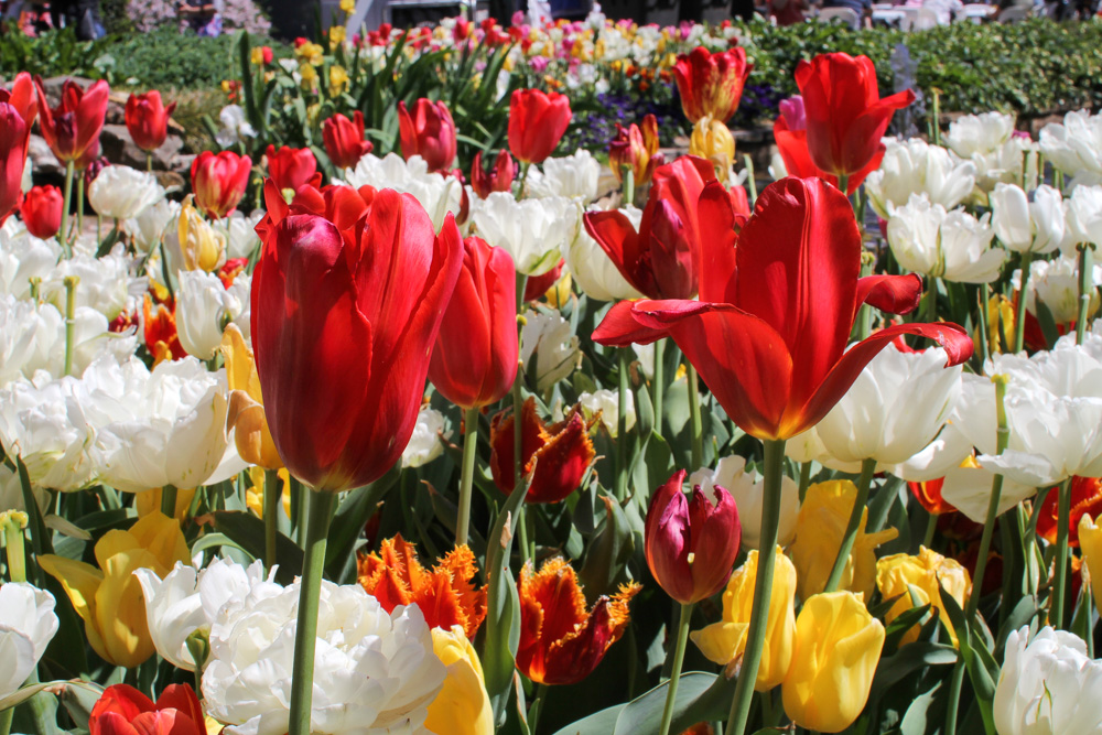 Red tulips