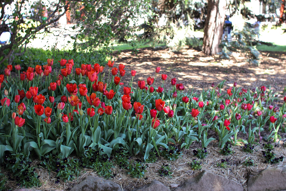 Red tulips are my favourite.