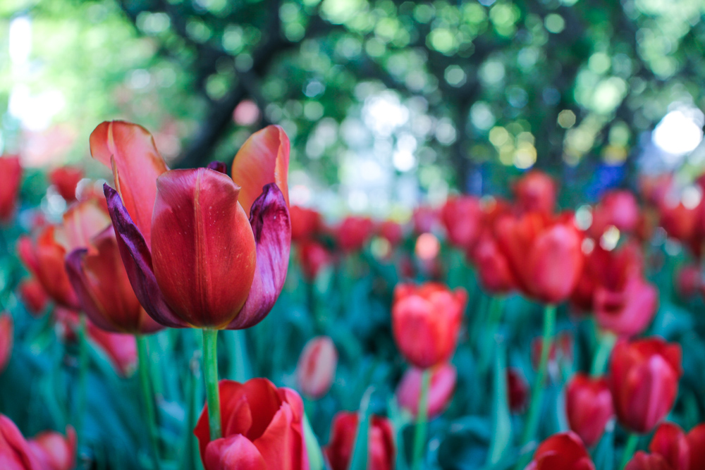 A mesmerising close shot of a red tulip