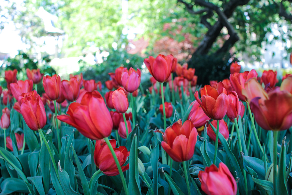 A medium shot of more red ones