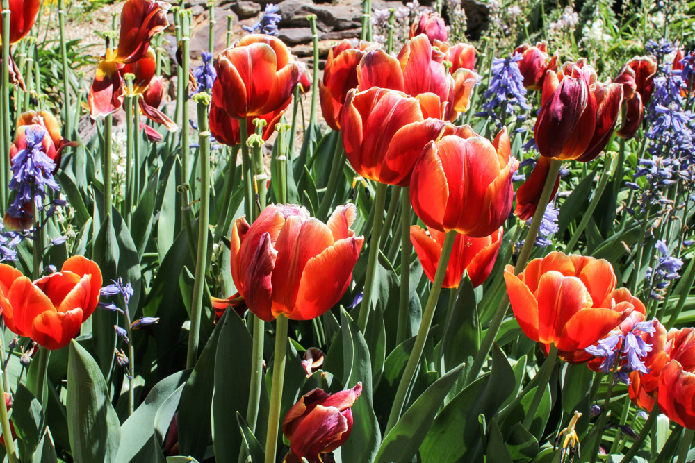 Pretty red-orange tulips