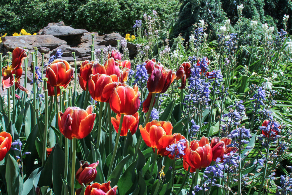 Tulips among some other flowers.