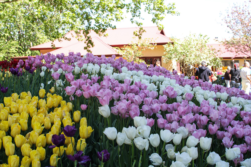 A mixture of pink, yellow and white