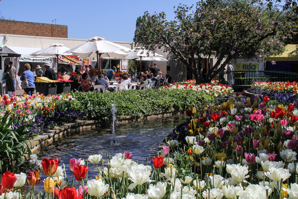 Tulips by the pond