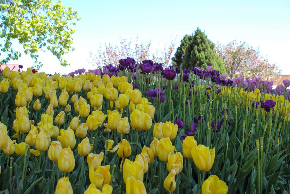 Lots of yellow and purple, sadly some clean stalks too.