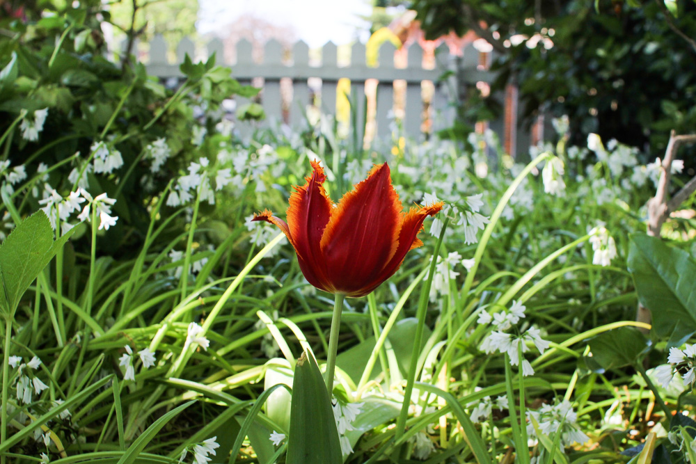 This tulip was all alone.