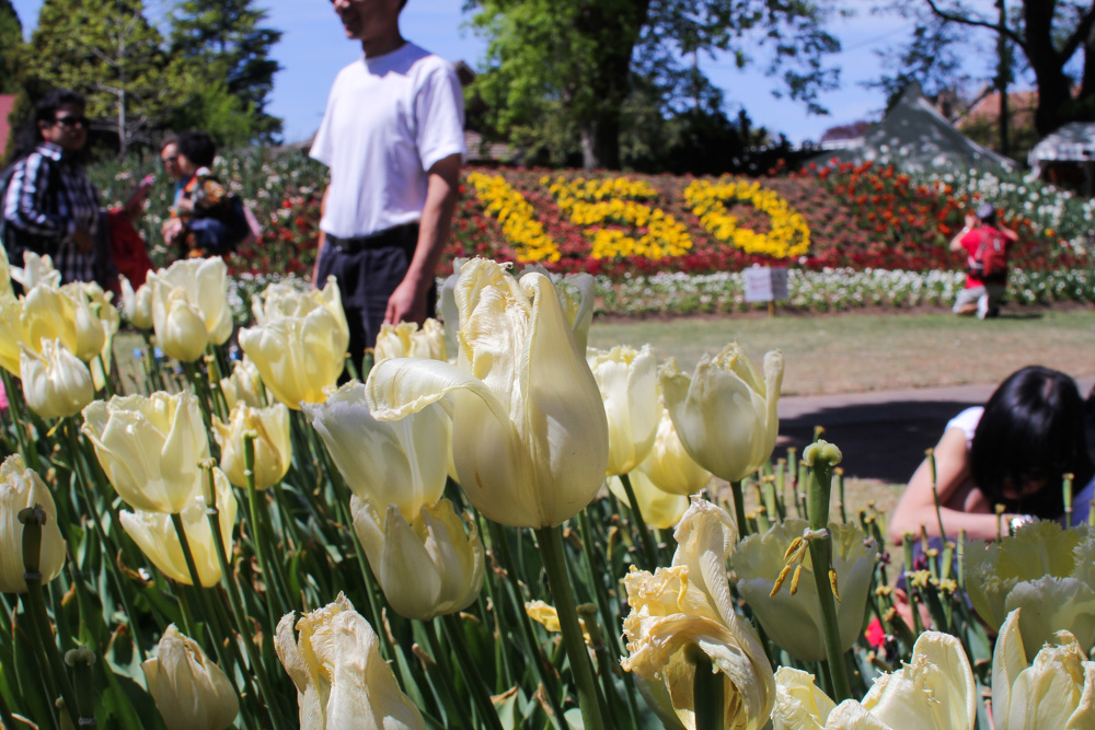 Cream coloured tulips