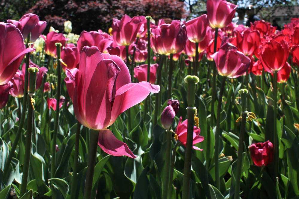 Close-up of pink ones