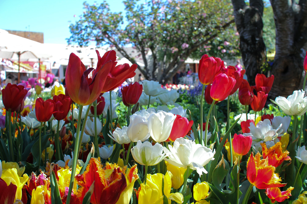 Even more tulips