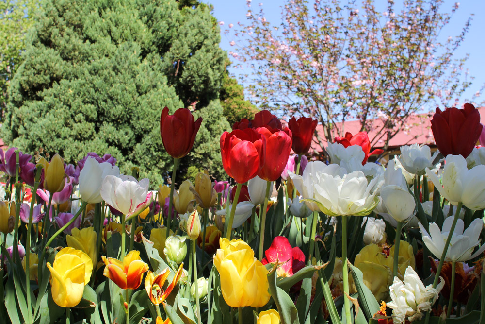 You can see a few bare tulip stalks.