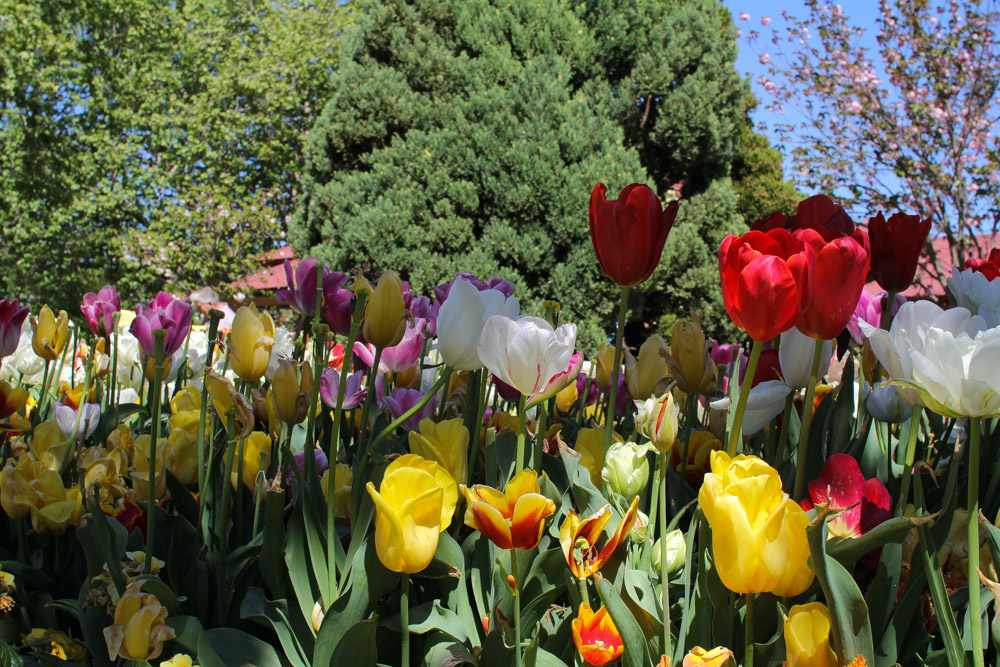 Tulips graced by some shade.