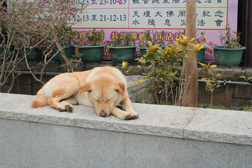 Cute mountain dog