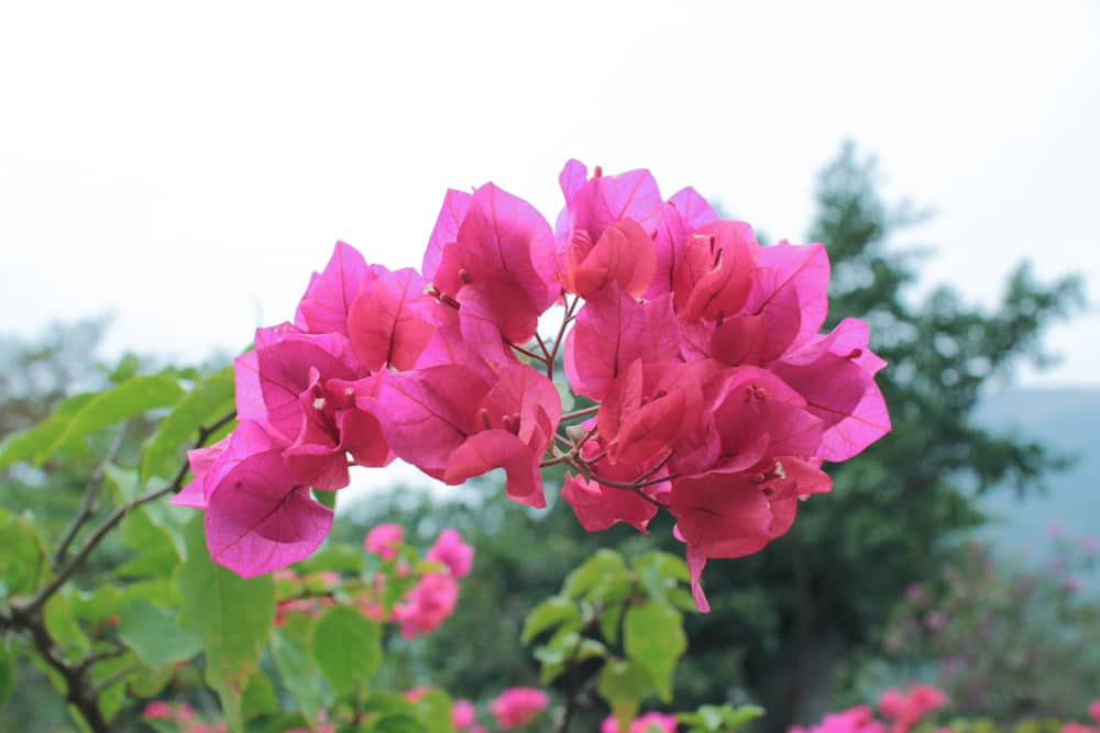 Pink flowers that I spotted on the way back.