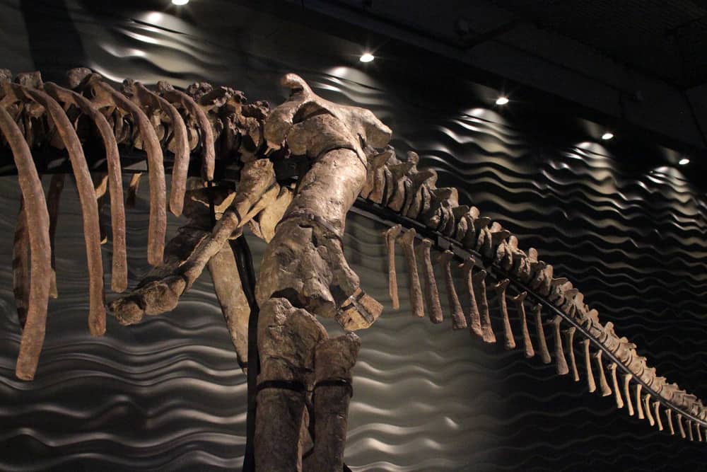 Huge dinosaur skeleton