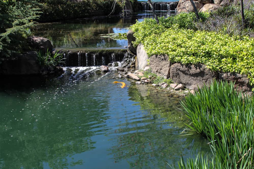 Koi fish in a pond