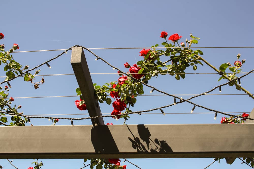 Roses in some barbed wire