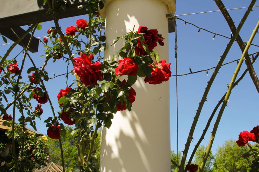 Roses around a pillar