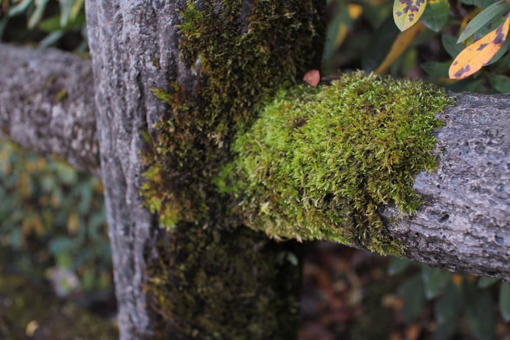 Moss growing on a wooden rail