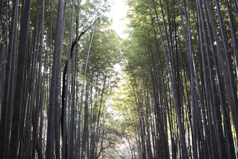 Sunlight peeks through the canopy