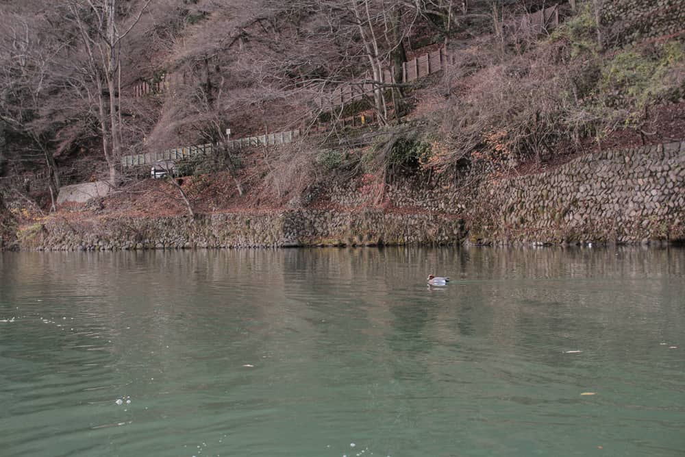 Fat little duck on the water