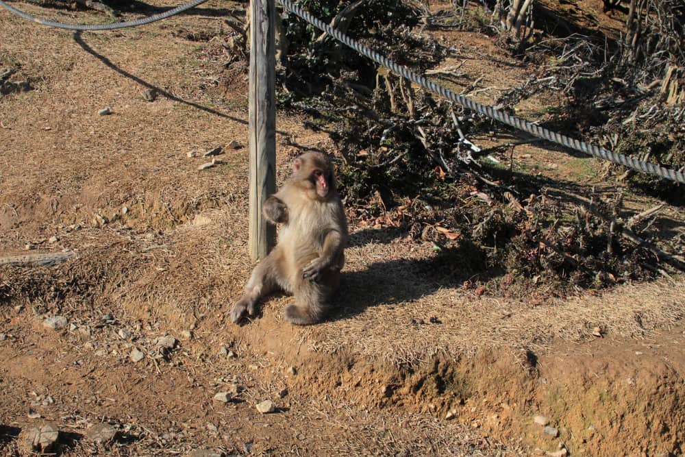 A little monkey hanging out