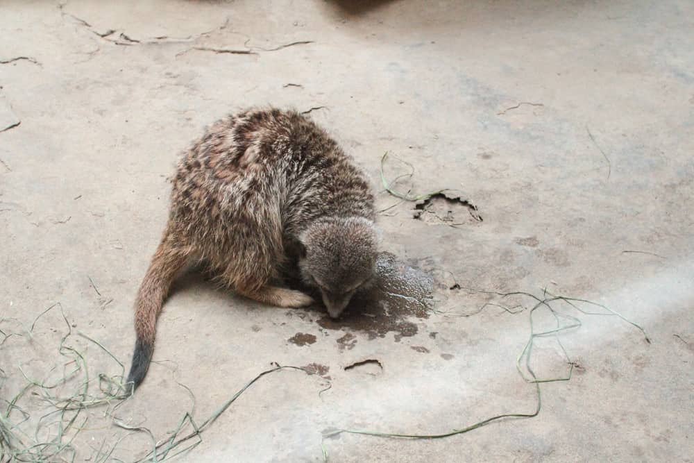 Meerkat curled up