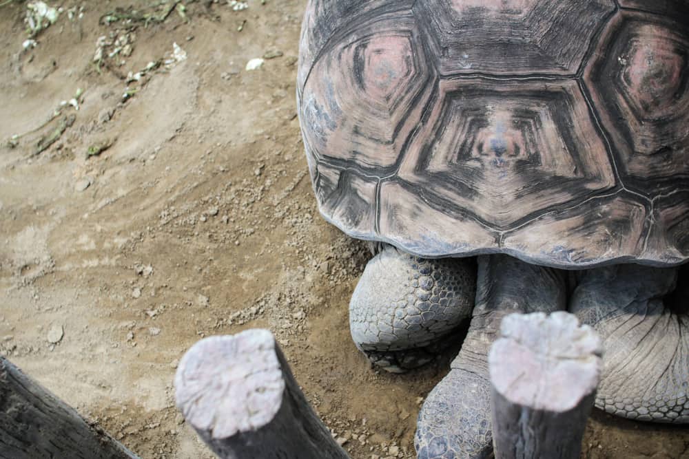 Giant tortoise from above