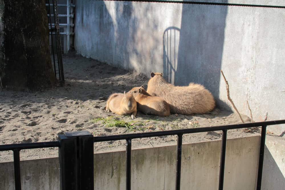 I think these were tapirs?