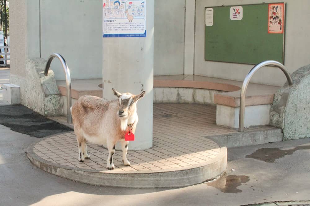 A goat of sorts. We were allowed to touch them as long as we washed our hands