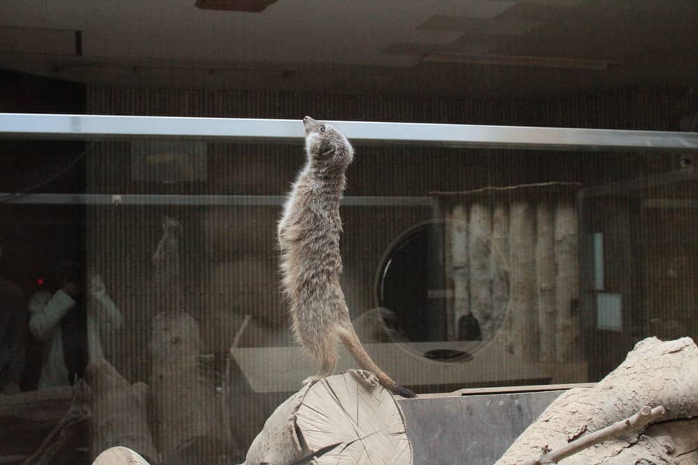 Meerkat standing