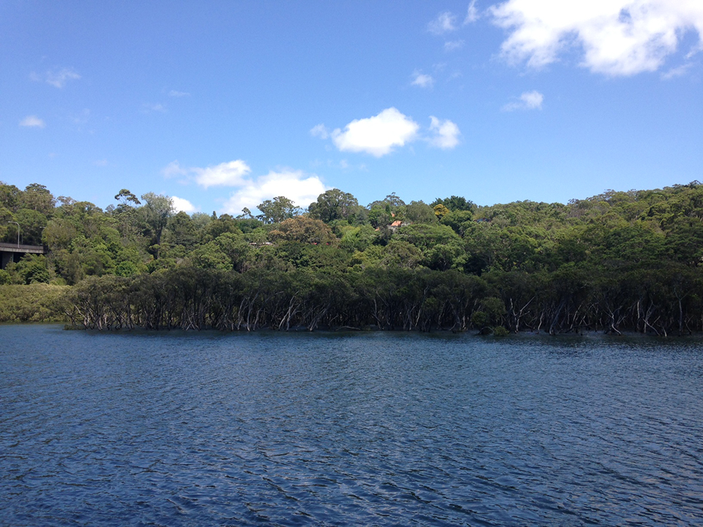 Some trees submerged under water