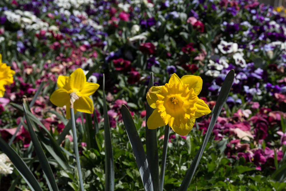 Daffodils were present too