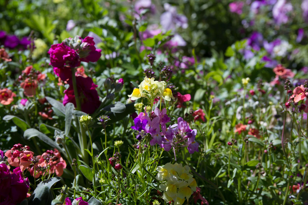 This selection was from some flowers in the back of a truck