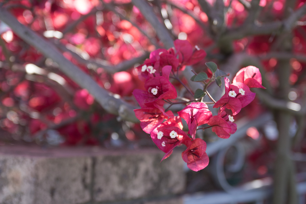 Flowers on the way to the bus stop