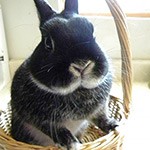 Coryl’s pet rabbit