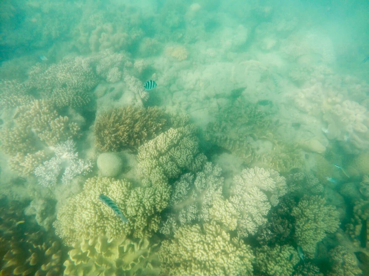 A slightly cloudy view of the reef
