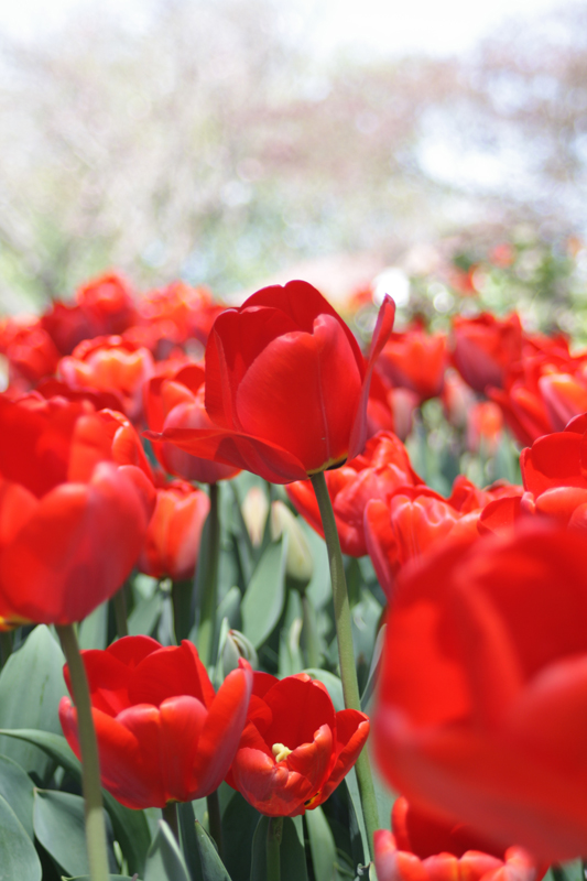 Red tulips