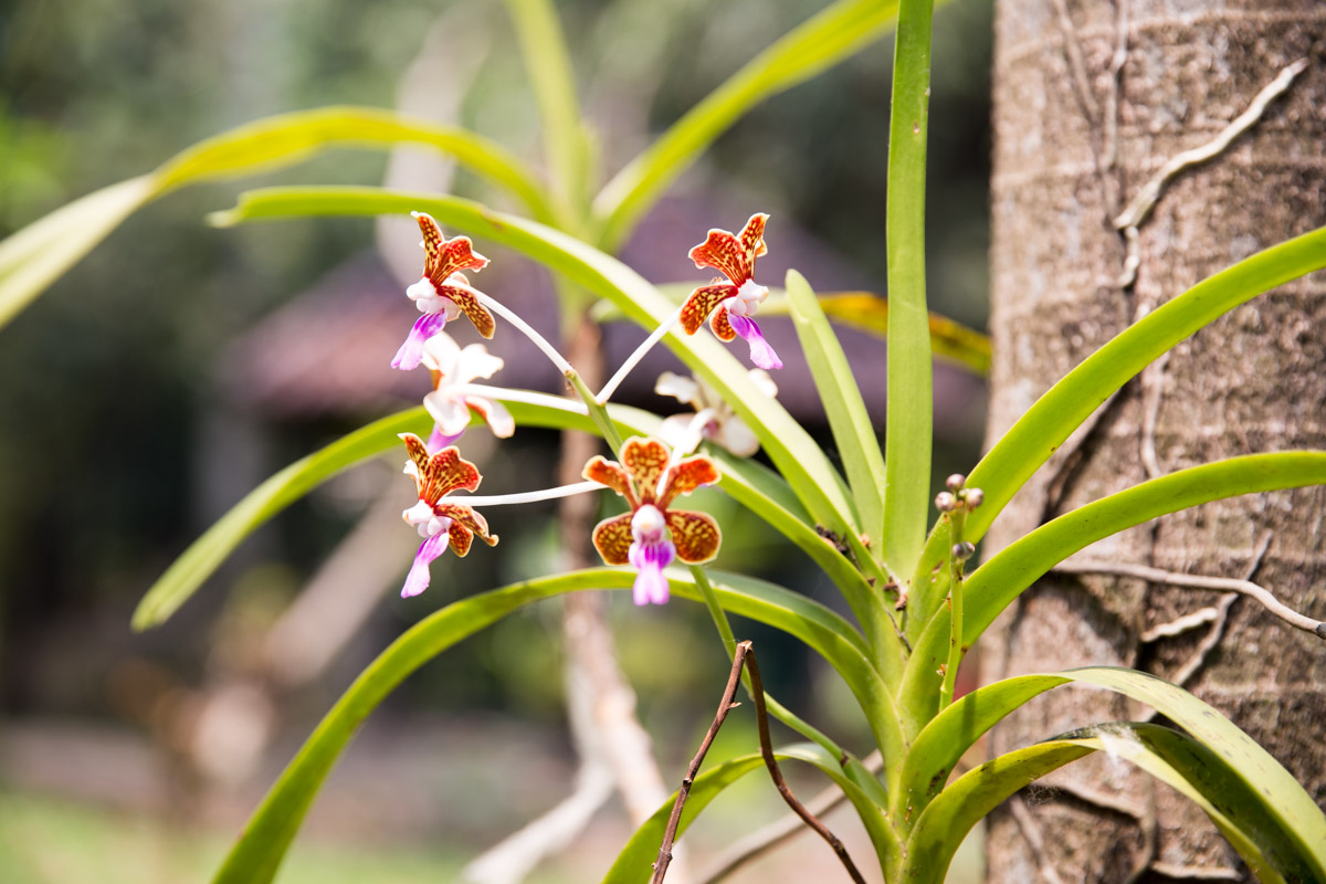 Wild orchids