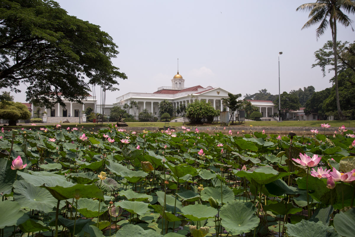 Water lilies with a president’s house in the background