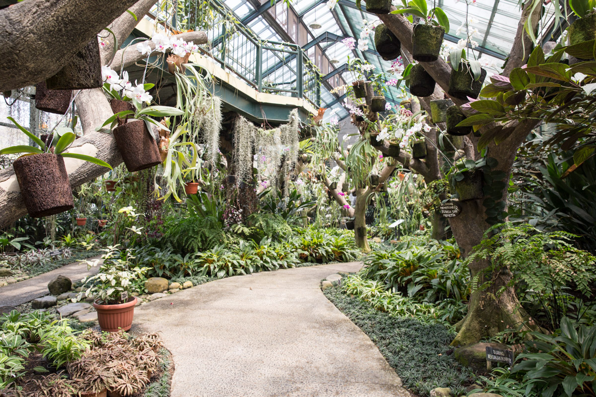 A view of the orchid glasshouse