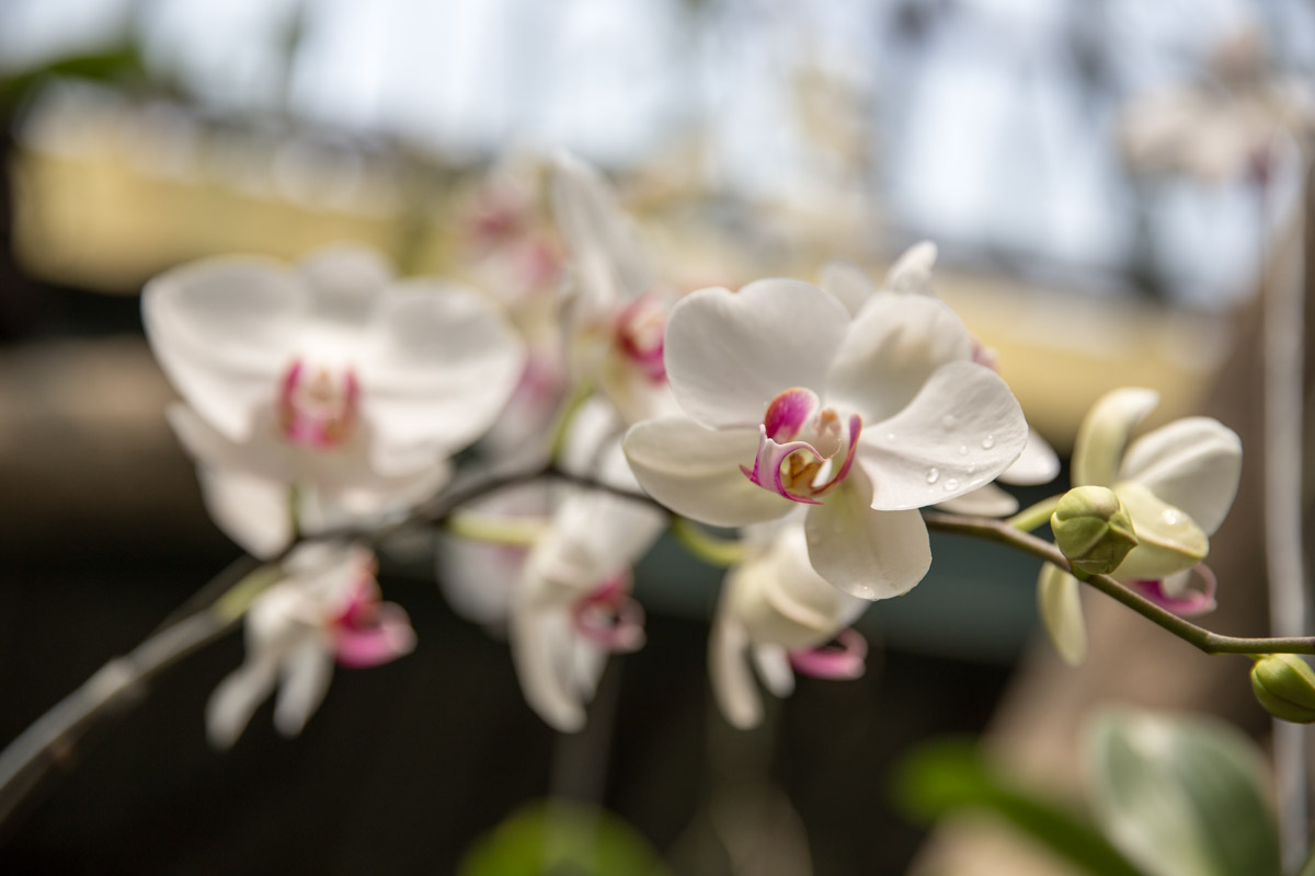 Big white orchids