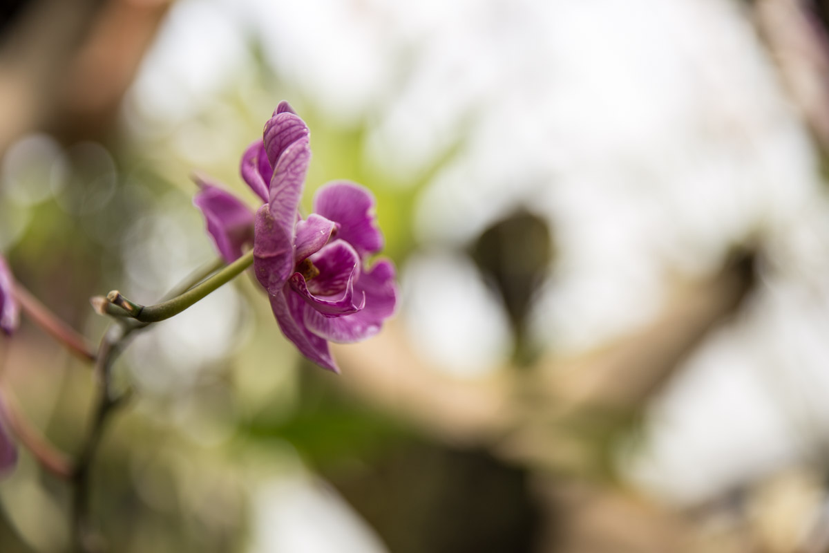 Close shot of a purple orchid