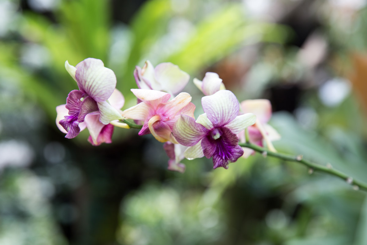 White and purple orchids