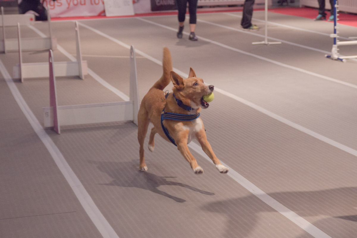 One of the older dogs doing an obstacle course