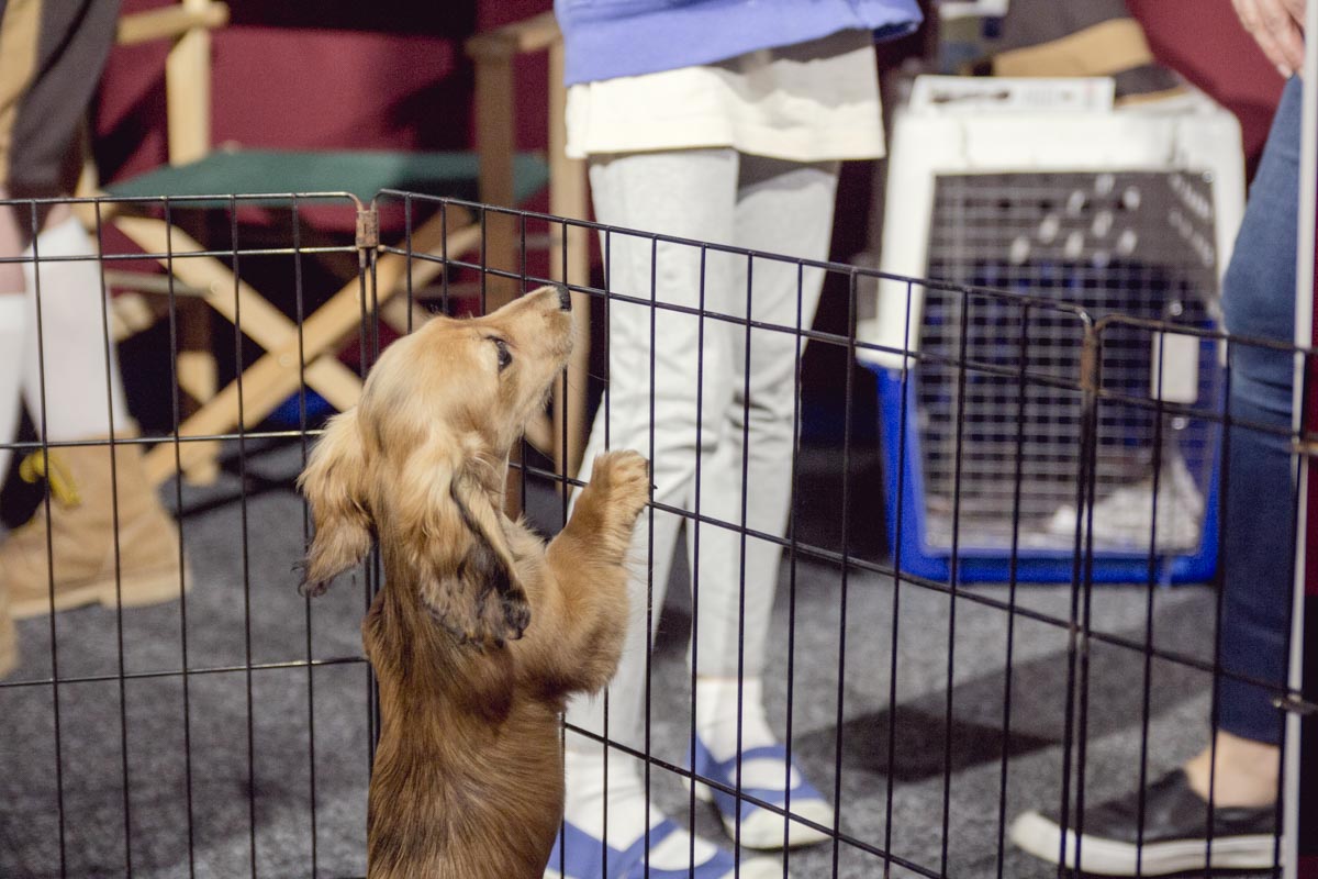 A dachshund on its hind legs