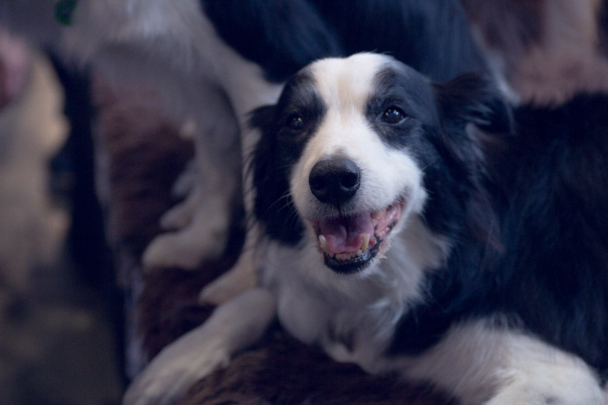 This 17-year-old border collie wouldn’t take his eyes off me!